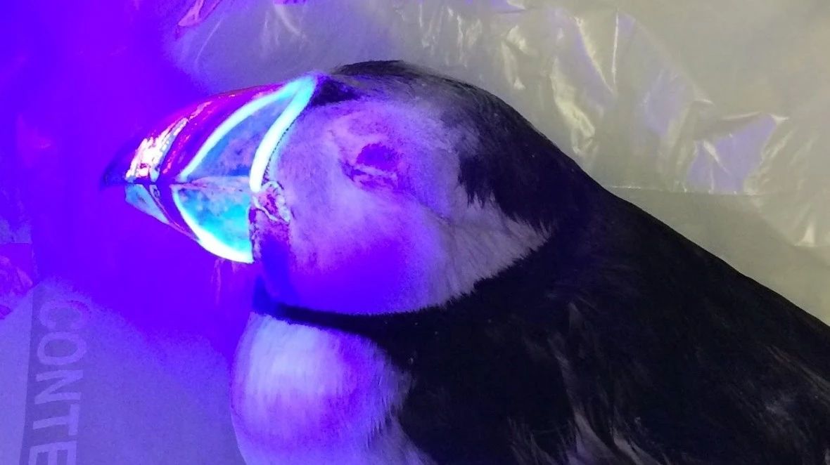 Unexpected discovery: a glowing beak under an ultraviolet lamp