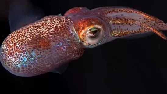 Cuttlefish: luminous squid and its bacterial buddies