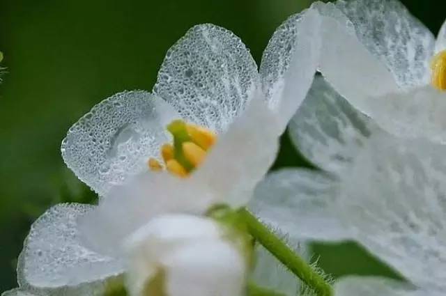 Japanese mountain lotus leaves: transparent flowers in the rain