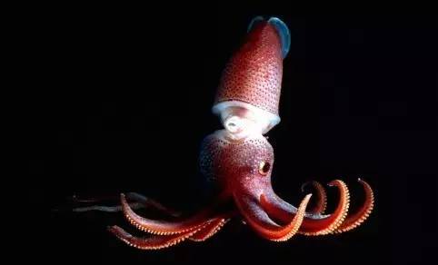 Magical creature: why does this squid have big and small eyes?