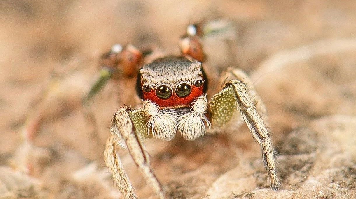 The honey use of eyeliner: put makeup on male spiders?