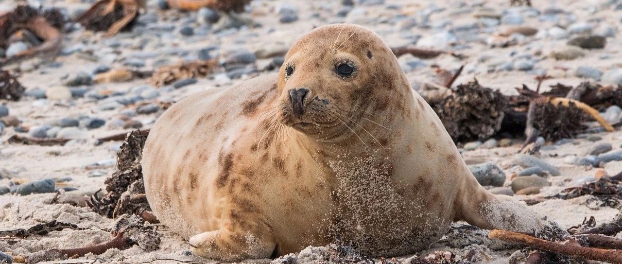 Can seals sing little stars, too? Listen to how it sings.