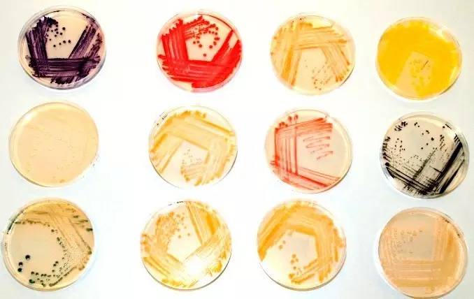 Make a book out of microbes! How do you do that?