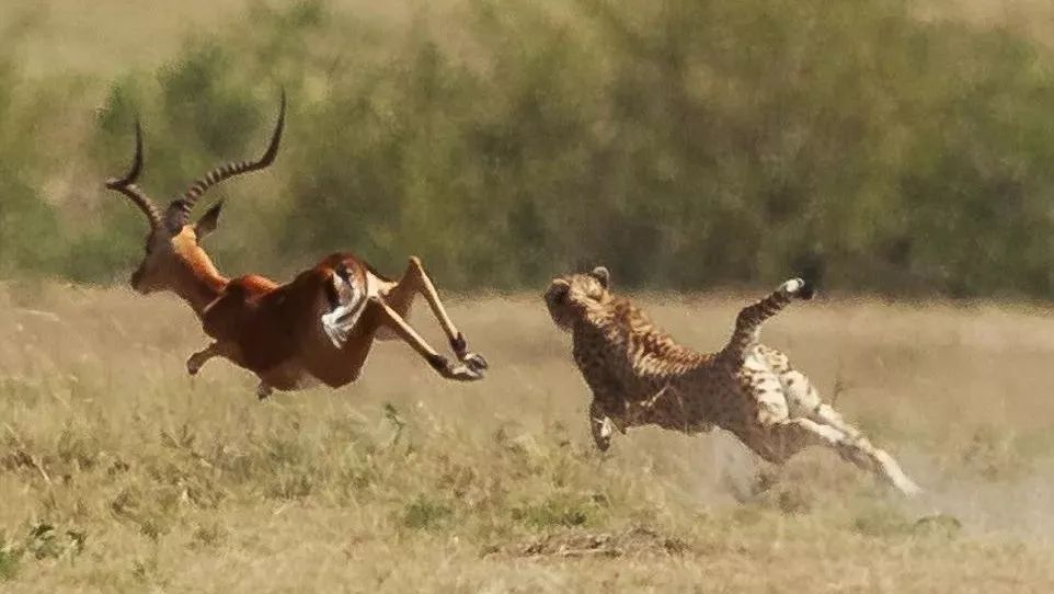 If you are an antelope, how can you beat the cheetah?