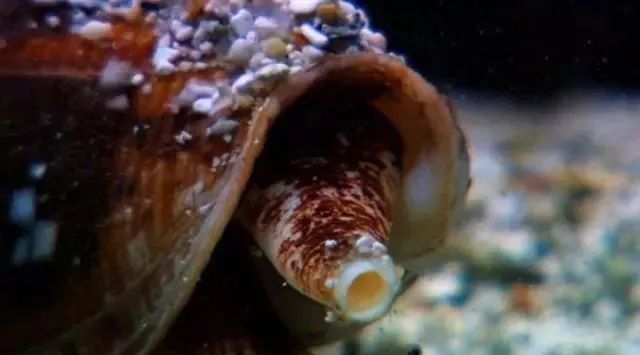 Deadly creature: this snail eats fish!