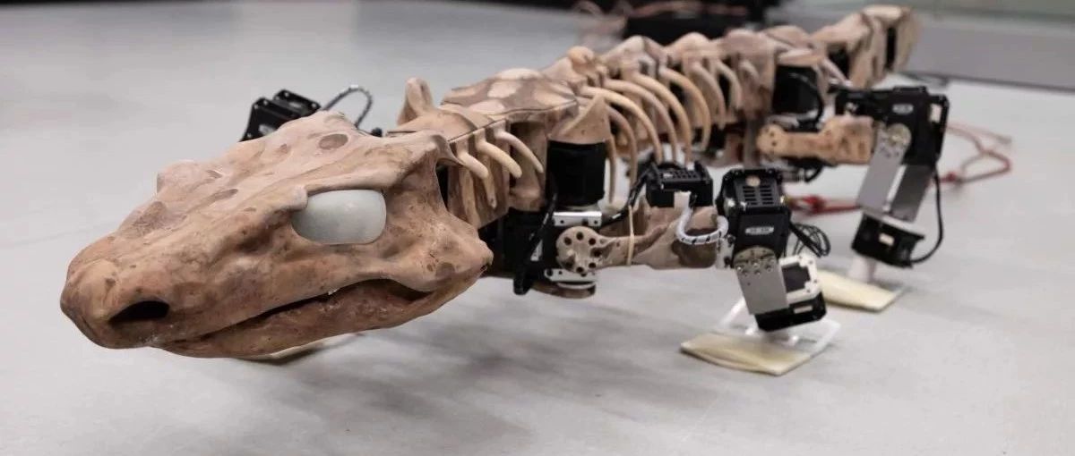 The fossil skeleton turned into a robot, and it took two steps on the treadmill.