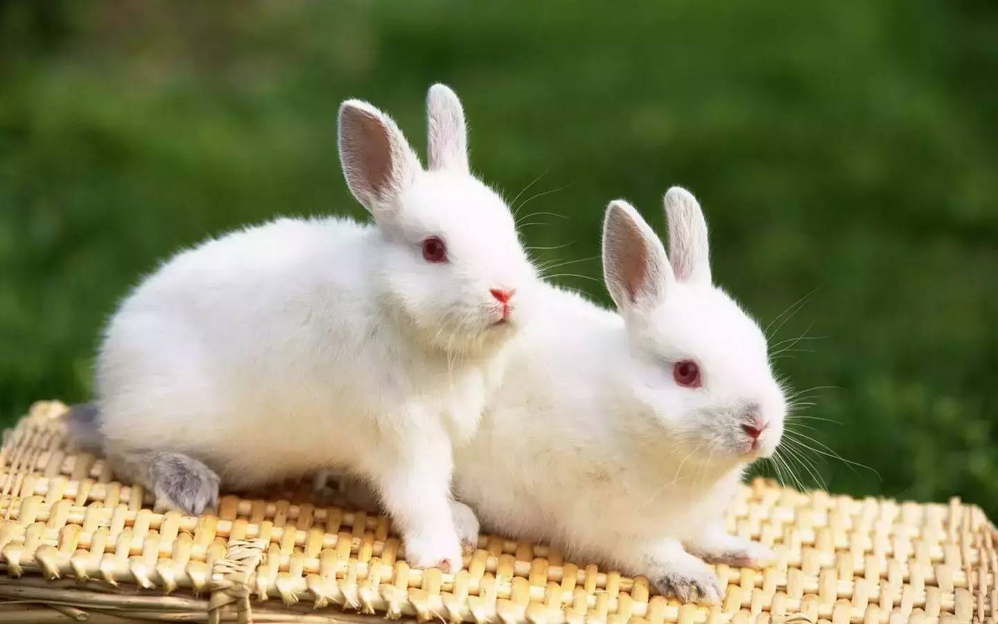 Bean knowledge: people used rabbits to test pregnancy