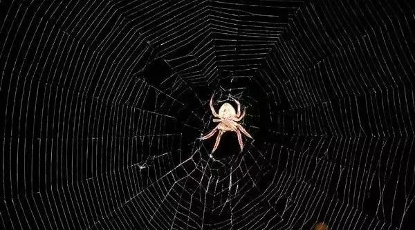Why don't spiders stick to the web?