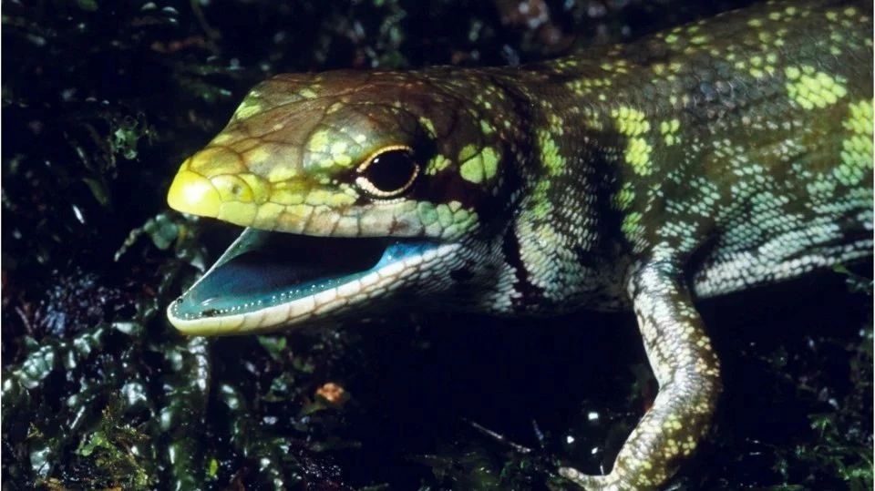 Magical creatures: these lizards have emerald green blood in their bodies.