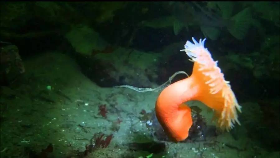 Bean knowledge: some sea anemones can also swim!