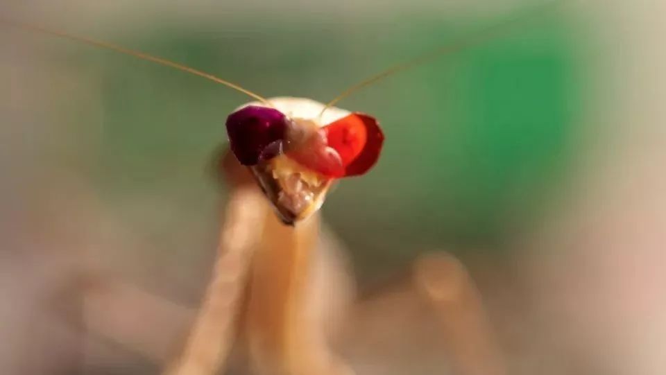 Remember that mantis with 3D glasses? The researchers have found something new!