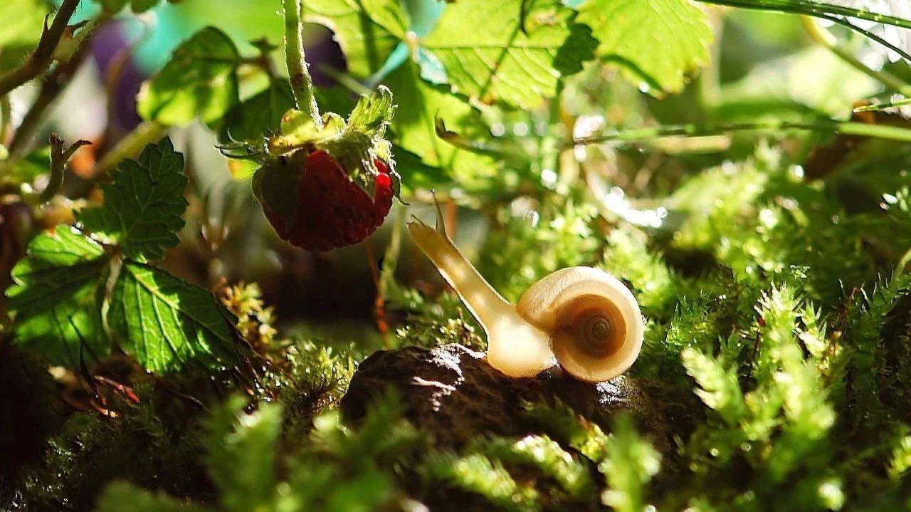 Strange species: snail's "Arrow of Love" hides the opportunity to kill