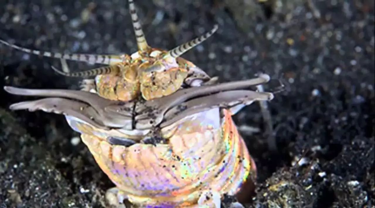 Strange creatures: a rainbow nightmare at the bottom of the sea