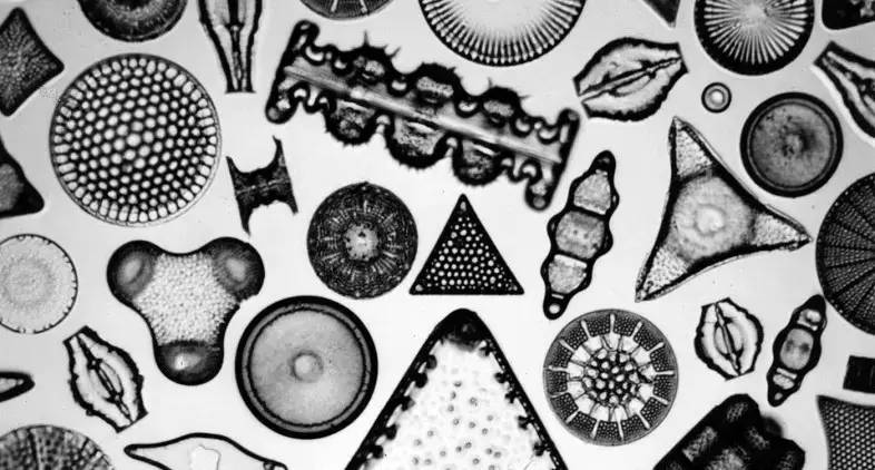 Literature and Art Science: microscopic "Art Photo", Black and White nostalgic style