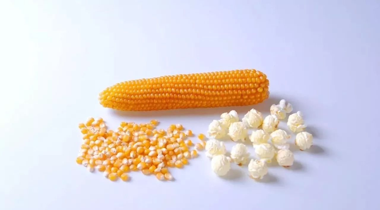 Today I Learned: how did corn turn into popcorn?