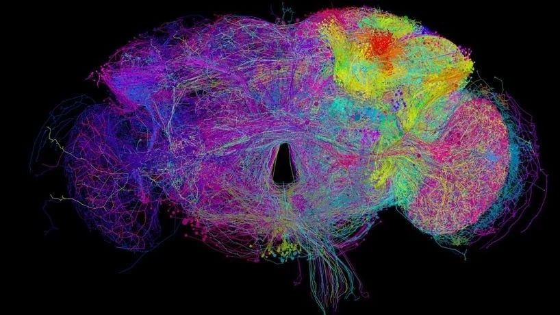 Unprecedented high definition! Let's take a look at the brain of fruit flies.
