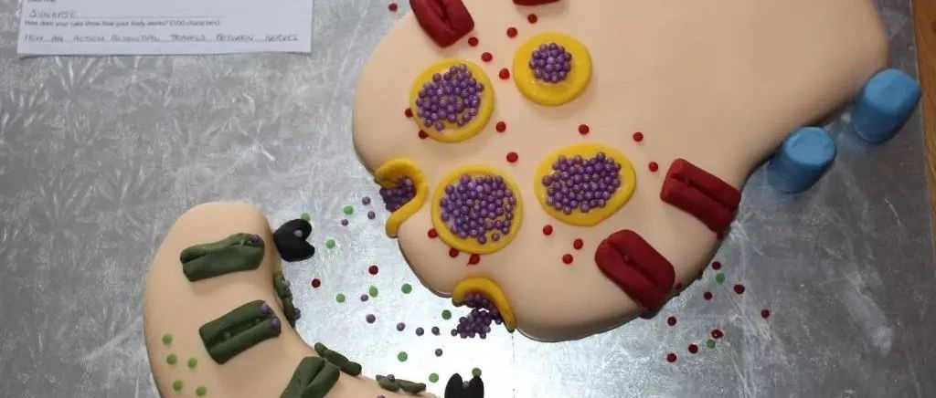 Biological baking contest: how can there be such a competition?