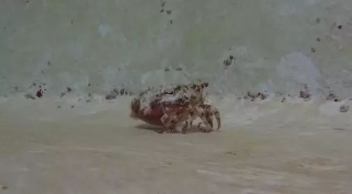 Look, a squid pretending to be a hermit crab walking!