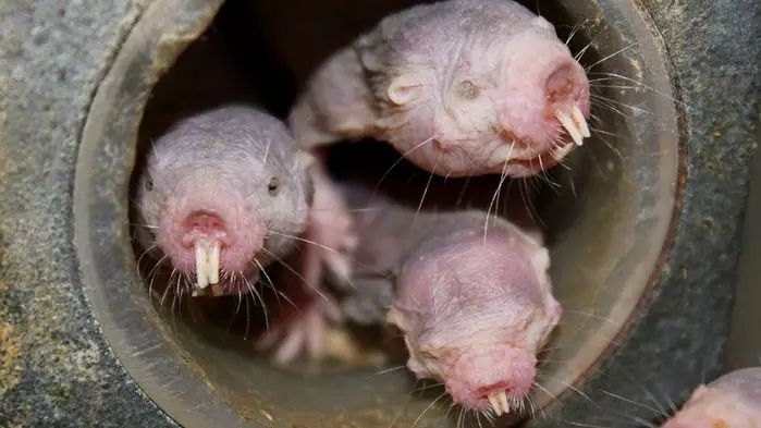 When the mice were suffocated by hypoxia, these ugly little guys were still talking and laughing.