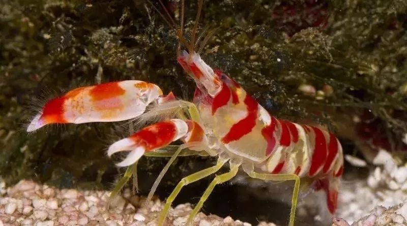 Shoot underwater with pliers! How do gun shrimps do that?