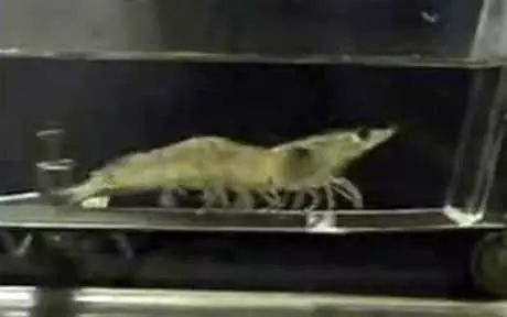 On the scientist's treadmill, you will see. A shrimp?