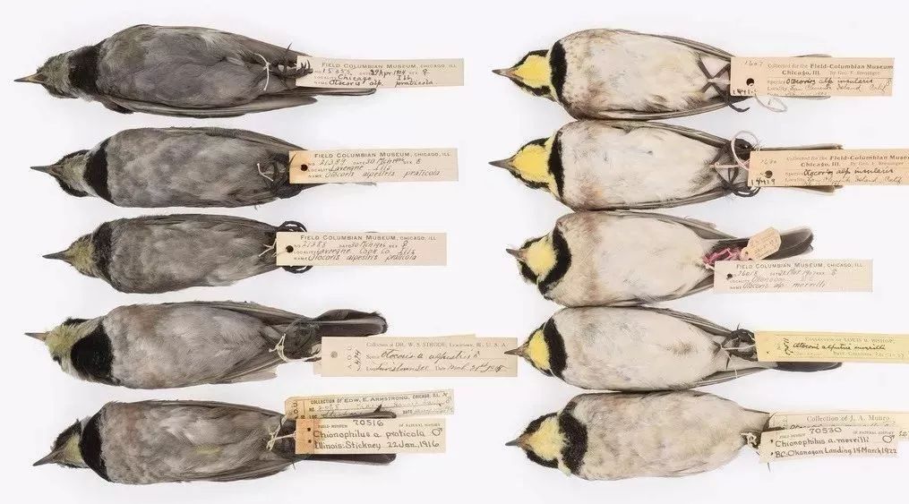 These black birds tell the history of air pollution for a hundred years.