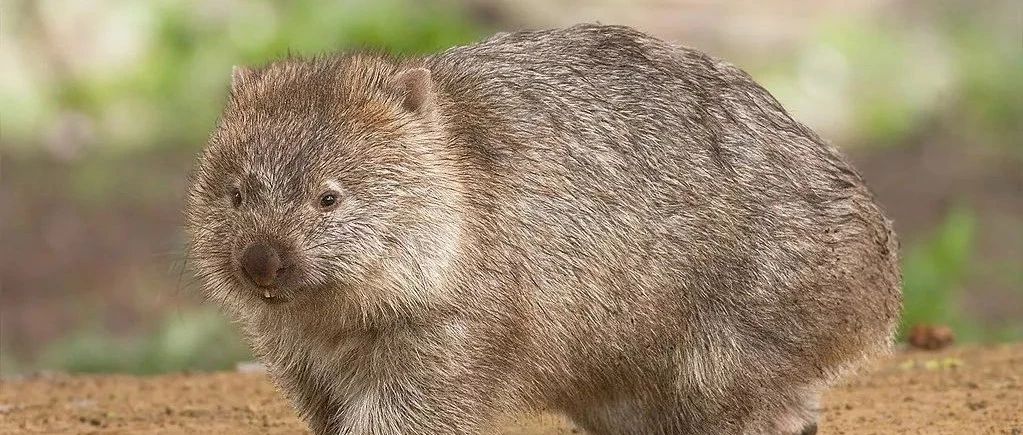 The wombat's poop is square-how do you pull this shape out?