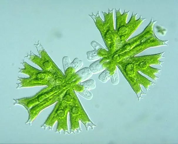 The Gospel of Symmetry lovers! Neat division of algae