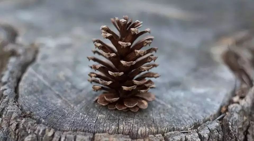 Open and close, pine cone is actually a hygrometer.