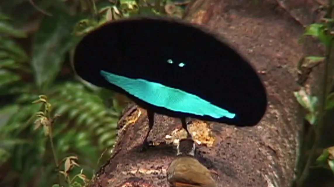 Why is the bird of paradise so magical? Because they are really black!