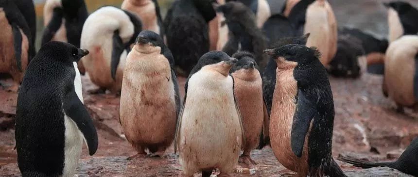Want to know what the penguins ate? You need to know the color number of such a thing first.