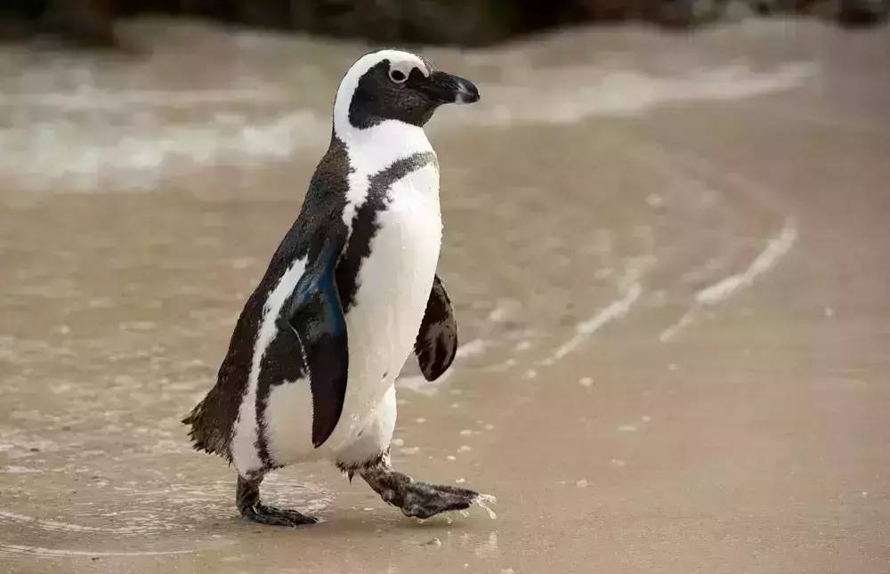 Bean knowledge: African penguins can bark like donkeys