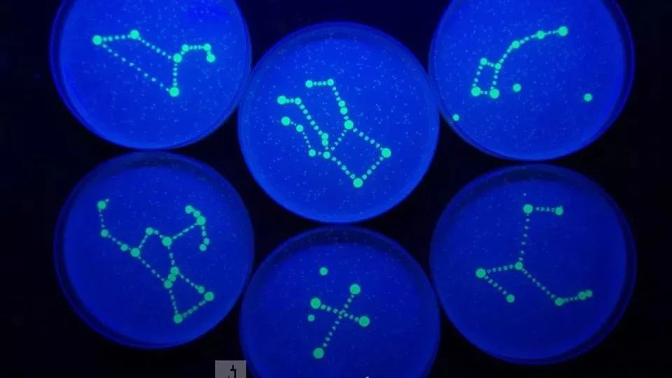 Salmonella incarnation constellation! What did the Big Touch draw on the petri dish this year?