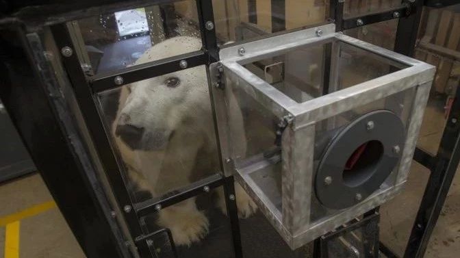 How long does it take to get a polar bear on the treadmill?