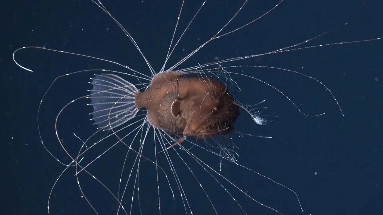 Precious image: deep-sea mackerel "fit"