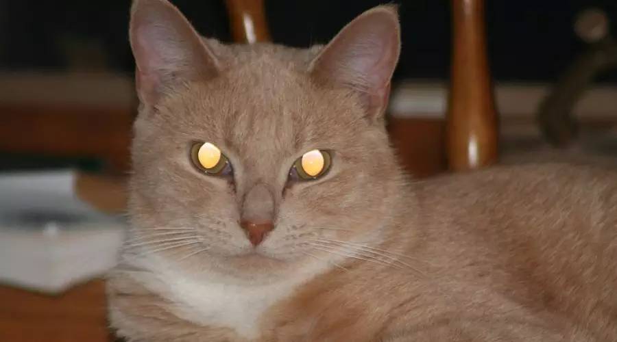 Life question: why do cats have krypton golden cat eyes?