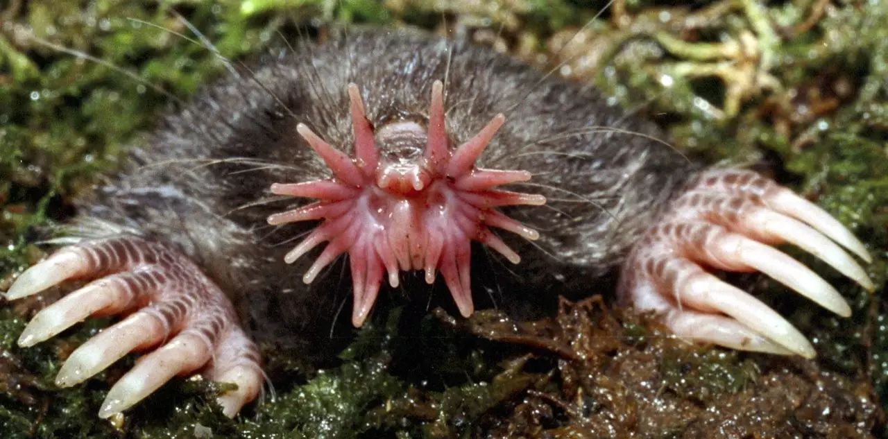 Cold knowledge: star-nosed moles can smell underwater