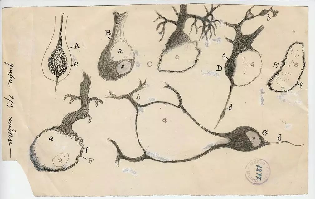 Known as "the father of modern neuroscience", he painted nerve cells that can be called art.