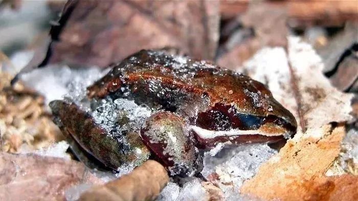 Strange species: deep freeze-16 ℃, these forest frogs can still survive.