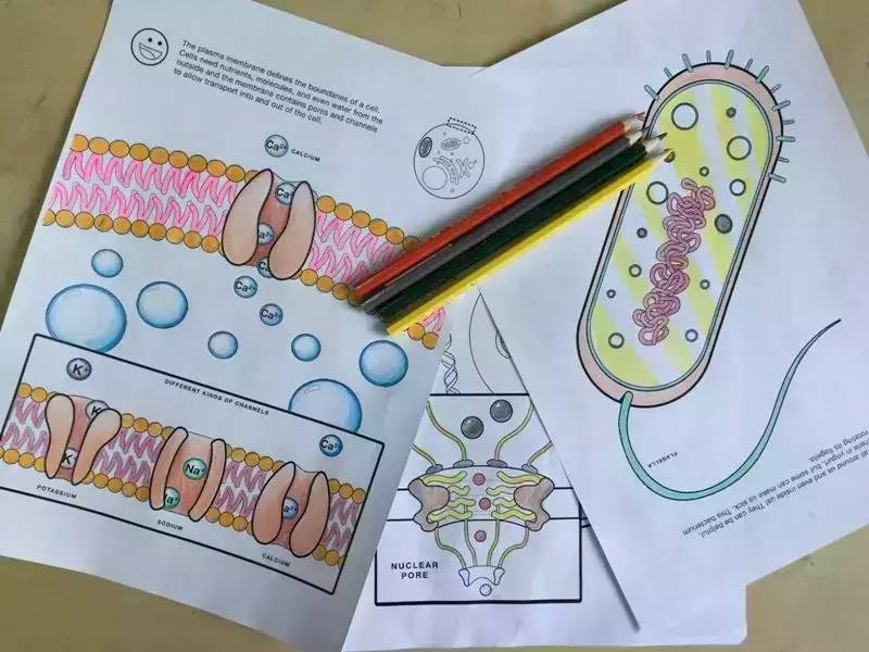 Scientific coloring: in addition to secret gardens, you can also draw cells, fractals, and carbon nanotubes!