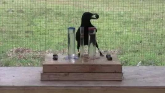 The realistic version of "Crows drink Water": can crows use all the tricks in the fable?