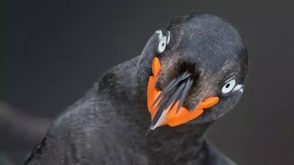 Strange species: we still don't know the name of the perfume used by puffins.