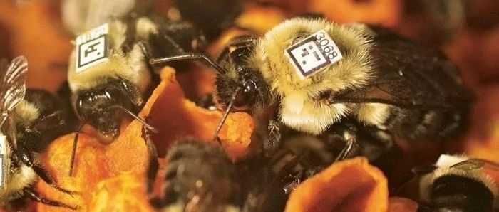 Remember the bumblebee with the QR code on its back? The research team sent out a Science.