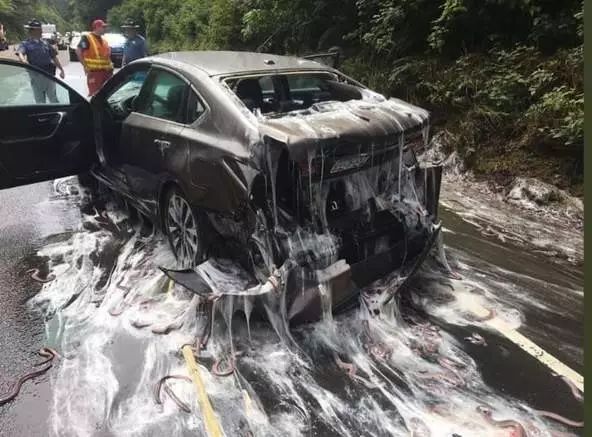 On the highway, a car carrying blind eels overturned.