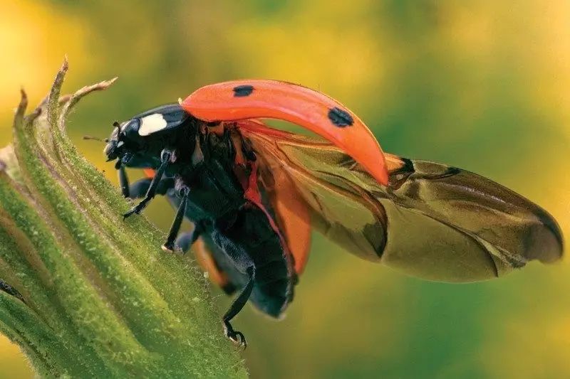 In order to see the wings of ladybugs, the researchers did strange things again.